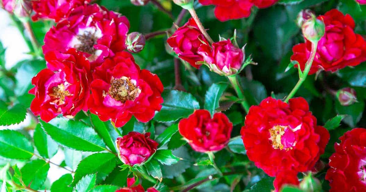 White Wedding® Hydrangeas