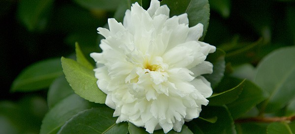 2 Southern Stunners 1 2 Punch