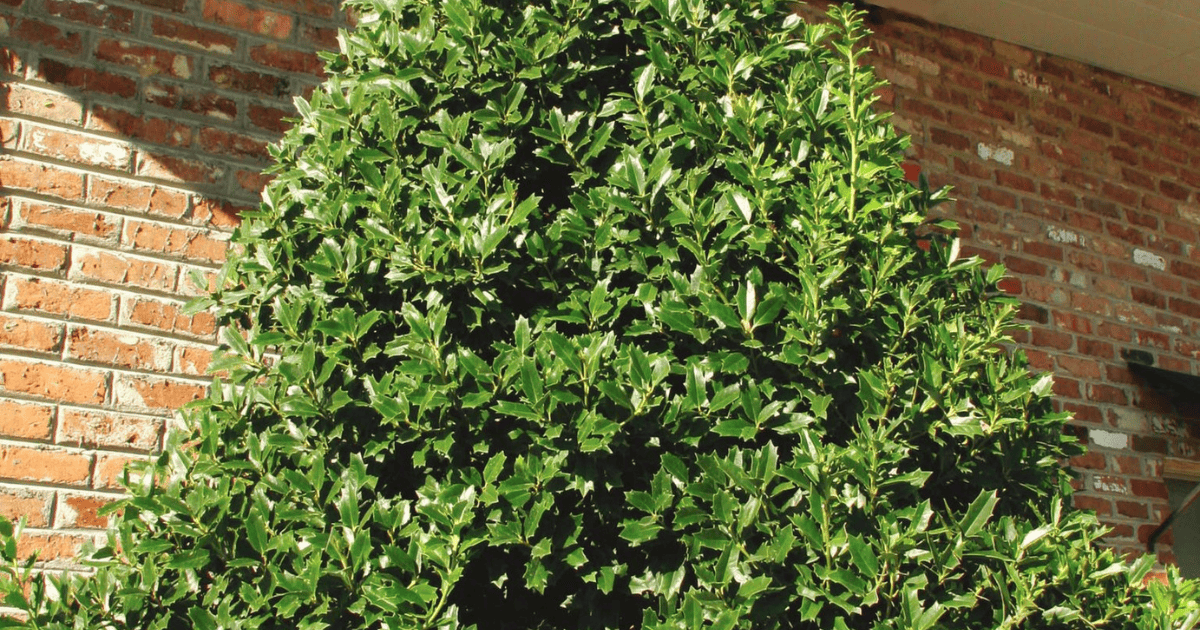 A tree with green leaves in front of a brick house.
