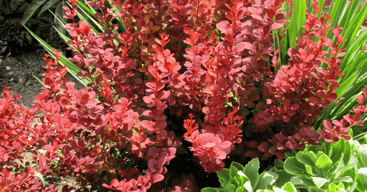 Orange Rocket’ Barberry with ruby-red foilage