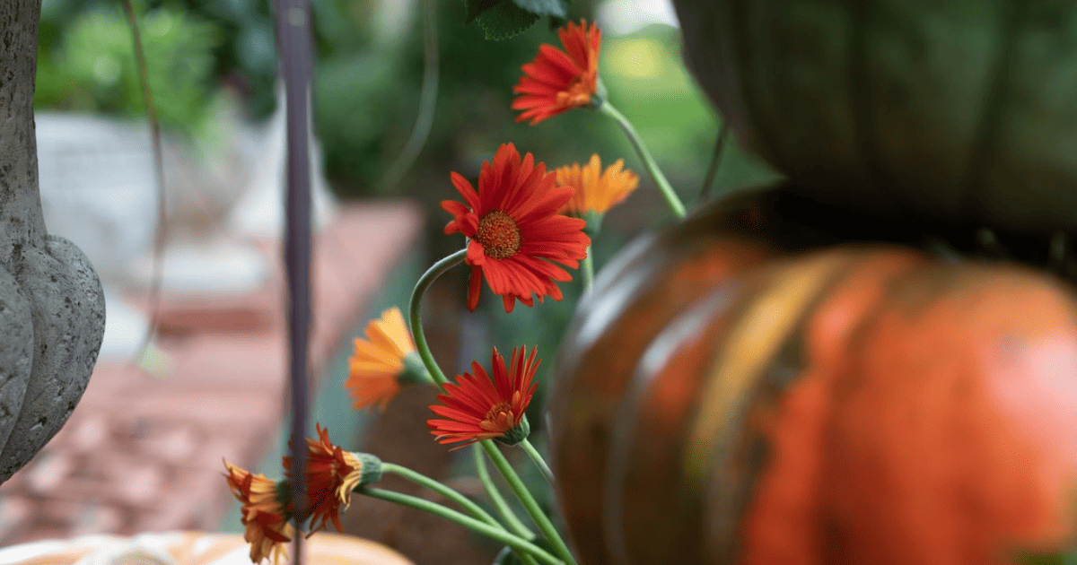 orange Gerbera daisy