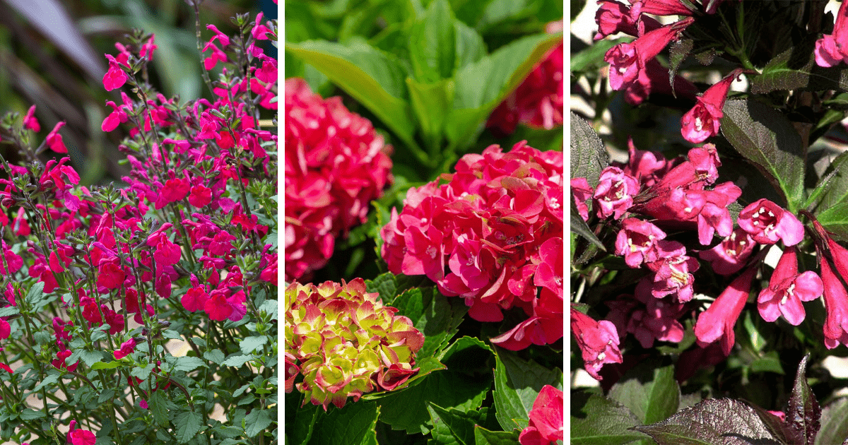 3 plants: 'Killer Cranberry' Salvia, Heart Throb® Hydrangeaand Shining Sensation™ Weigela