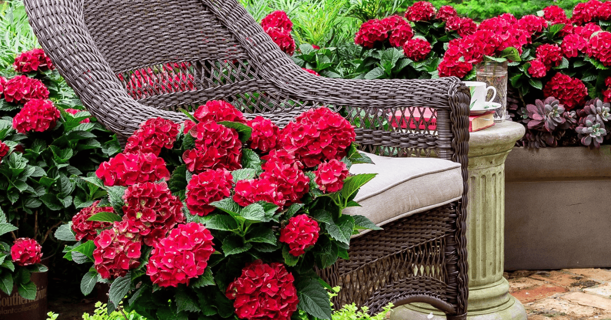 A wicker chair with a beige cushion is surrounded by vibrant red hydrangea flowers. A small table next to the chair holds a white cup and saucer.