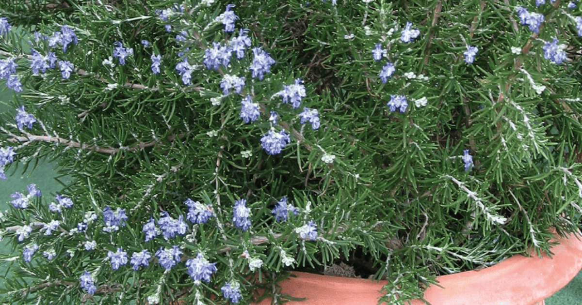 Chef's Choice Culinary Rosemary