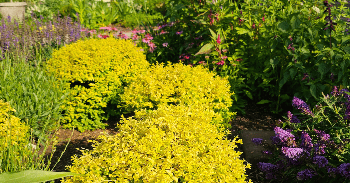 'Sunshine' Ligustrum