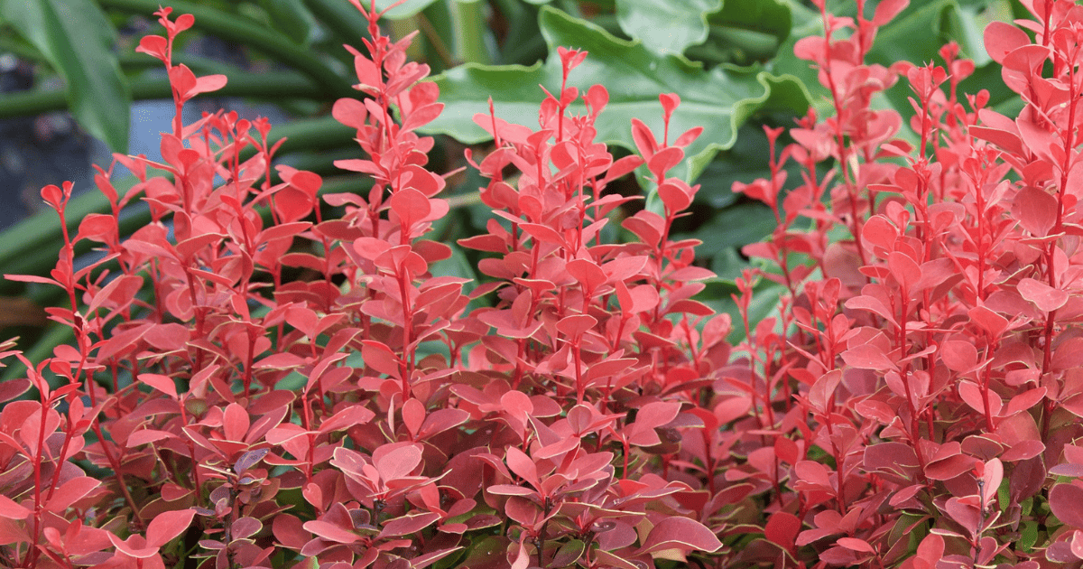 Red leaves on a Orange Rocket Barberry.