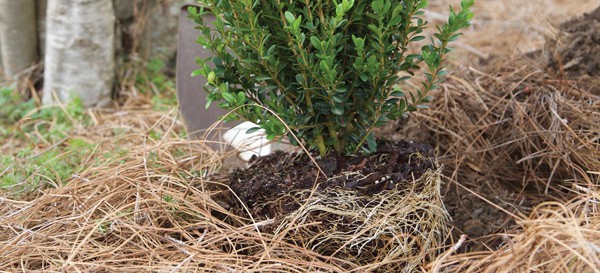 3 Protect Those Roots