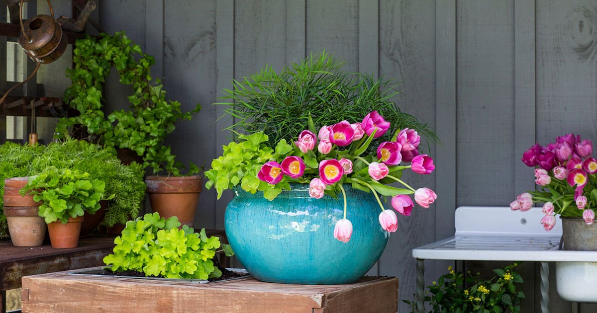 Soft Caress Mahonia with slender emerald foliage potted in a garden area.
