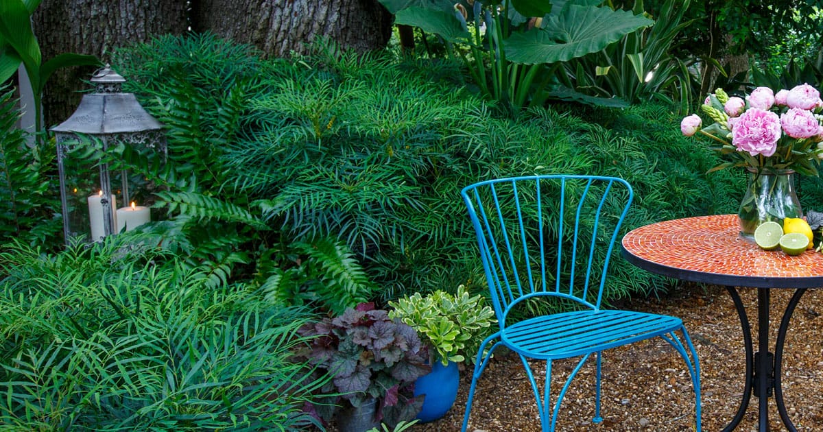 2 blue metal scroll chairs with matching table in a garden of Soft Caress Mahonia