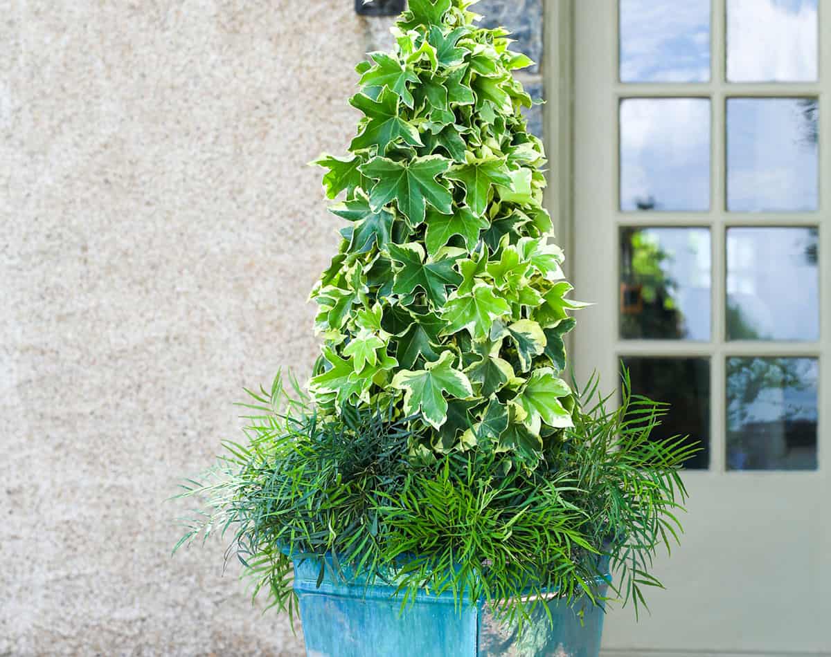 Soft Caress Mahonia with slender emerald foliage at the base of the pot with another green plant on top.