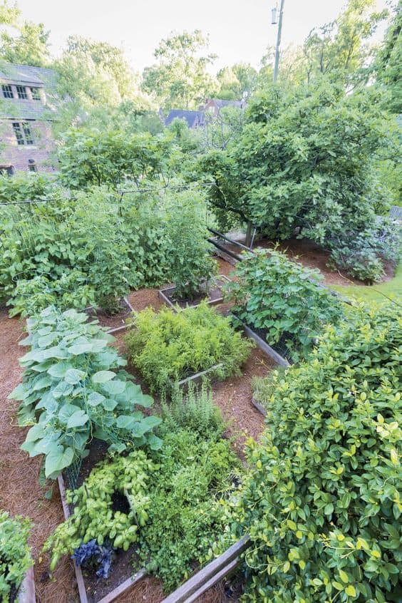 raised bed garden bursting with edible plants