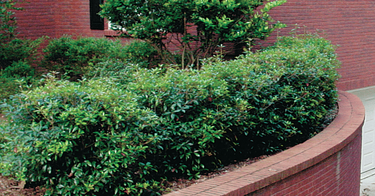 evergreen Autumn Monarch™ Encore® Azalea