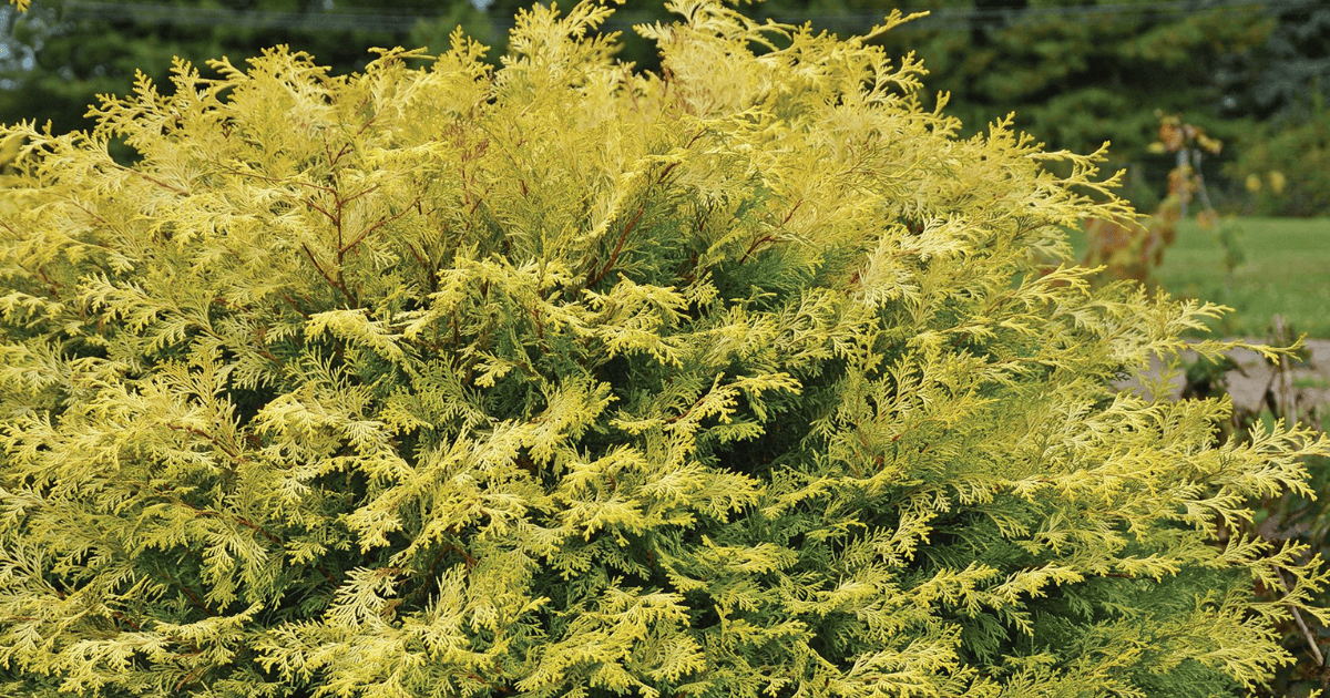 Pancake™ Arborvitae with yellow green foilage