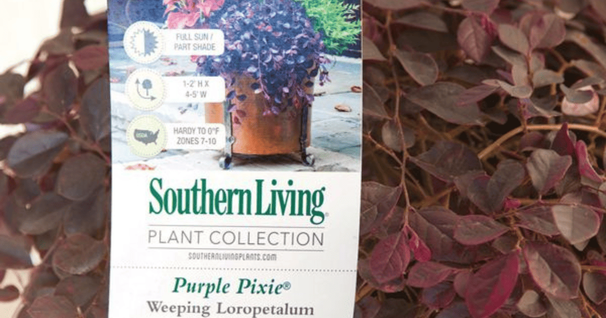 Close up of plant care and maintenance label