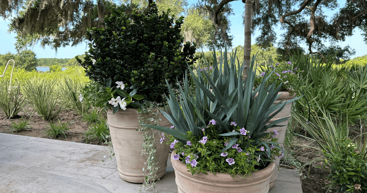Two large potted plants, one with a bushy green plant and white flowers, the other with spiky leaves and purple flowers, standing on a patio with a lush garden and trees in the background.