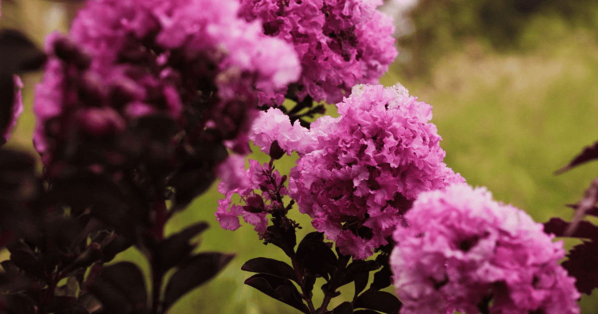 Delta Eclipse Crapemyrtle