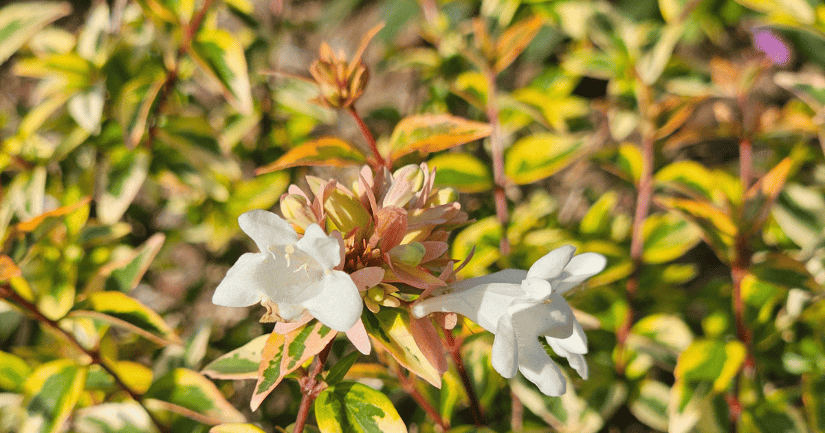 Miss Lemon™ Abelia Close Up