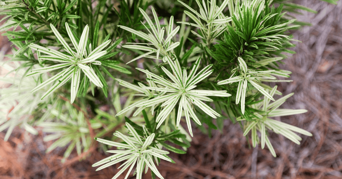 A small plant with green leaves in the ground.