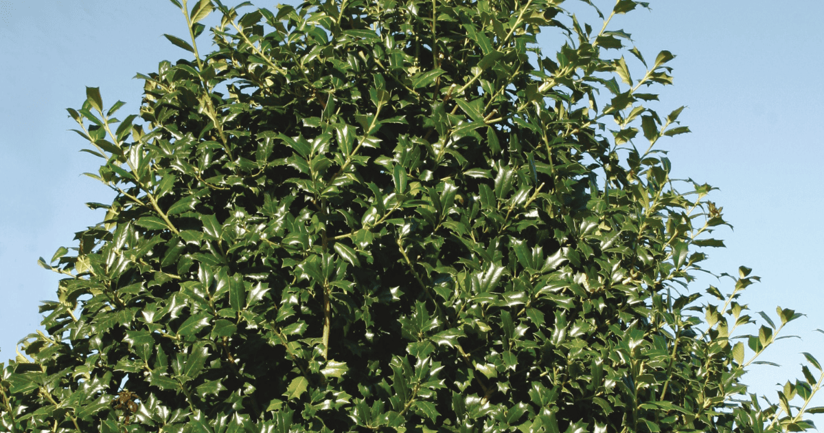 A tree with green leaves and a blue sky.