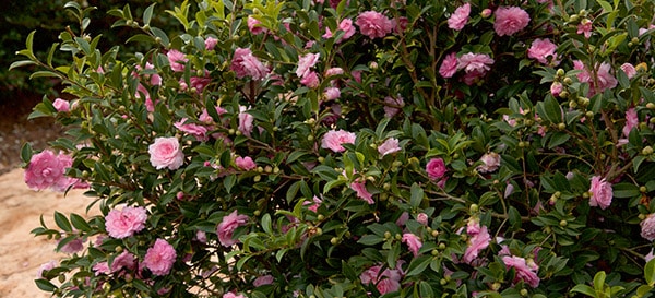 4 Southern Stunners Small and Sassy