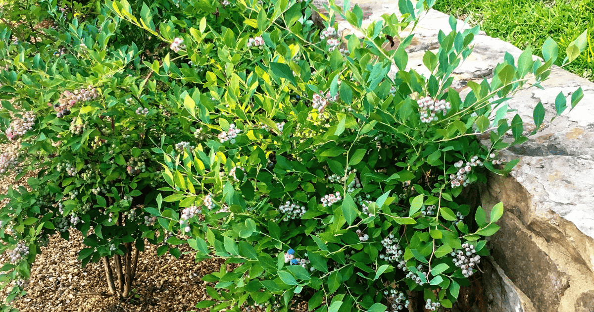 Close-up of lush green blueberry bushes with small clusters of unripe blueberries, bordered by a stone wall and a gravel path.