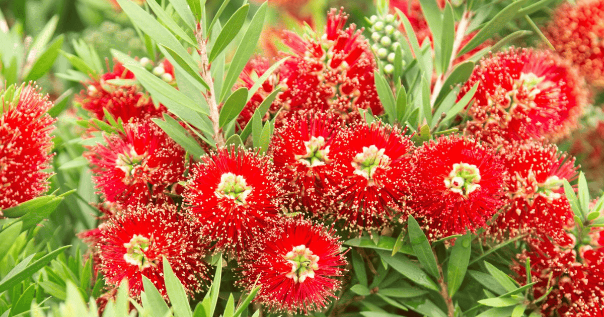 Light Show Bottlebrush