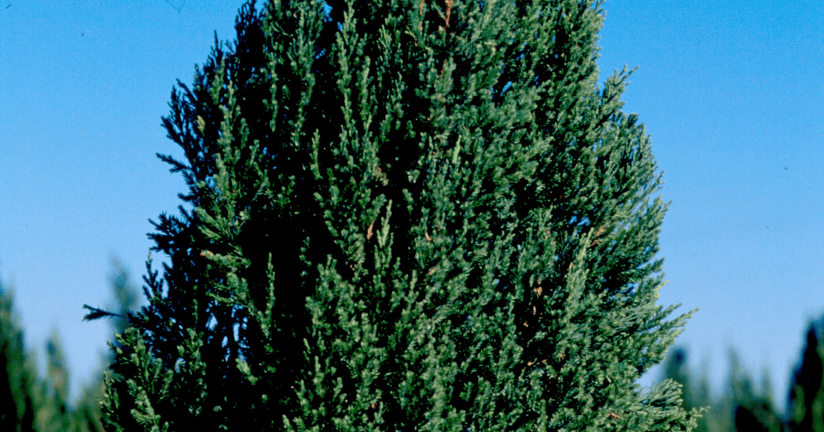A Blue Point Juniper tree in the middle of a field.