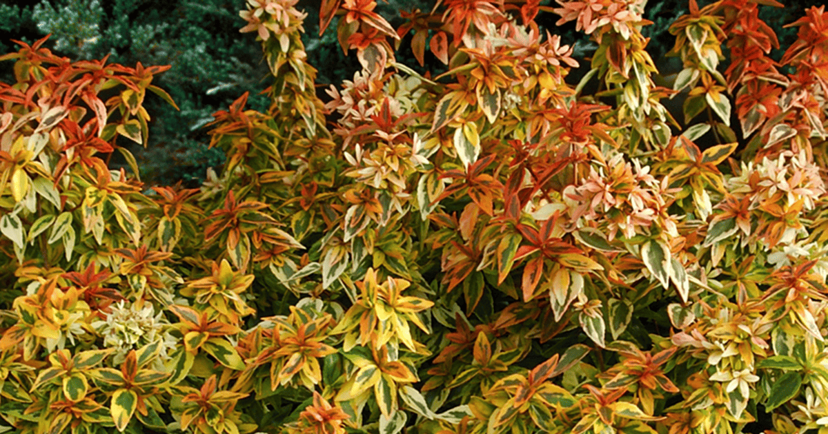 Kaleidoscope’ Abelia with orange-red Fall color foliage 