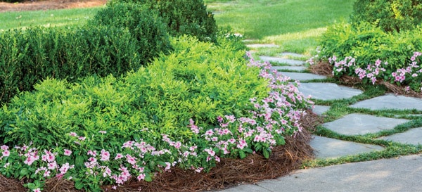 5 Dynamic Chartreuse Border Plantings3 600x273px