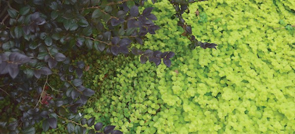 5 Dynamic Chartreuse 10