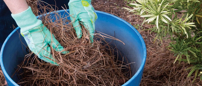 Steps to Winterize your Garden