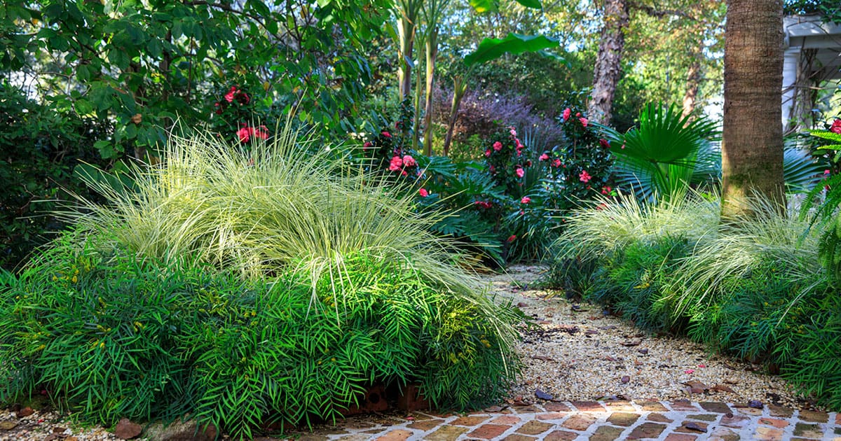 Soft Caress Mahonia with emerald green leaves