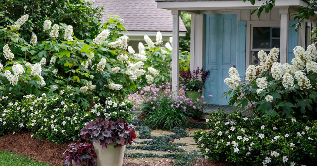 White crape myrtles with twilight heucherella