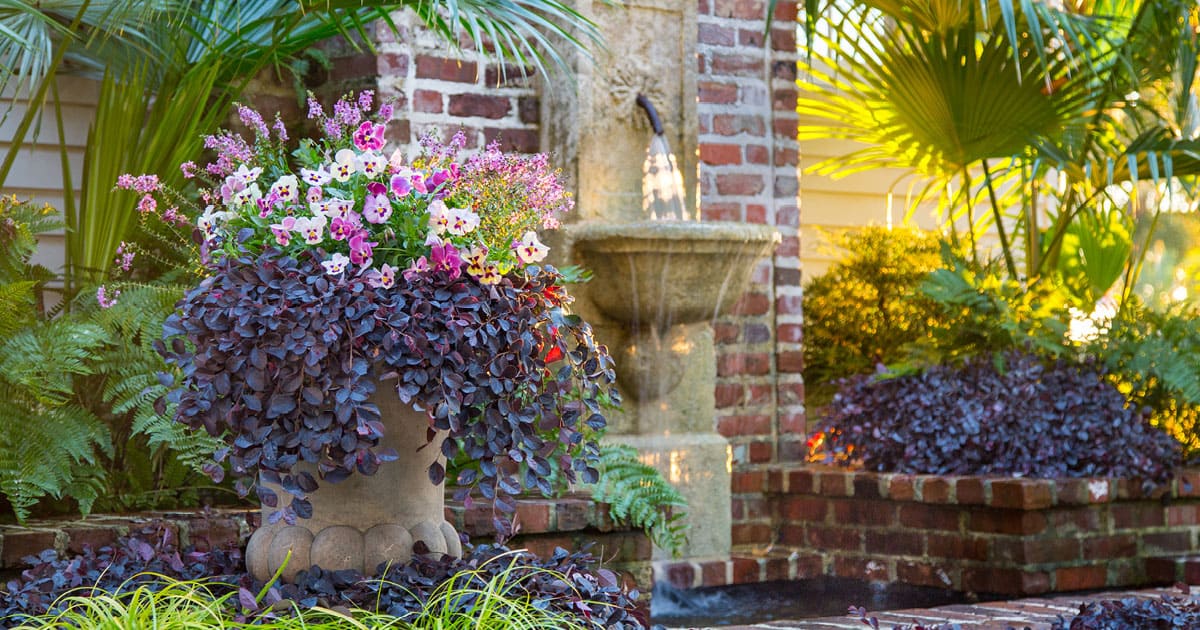 Purple pixie with pink and white flowers on patio