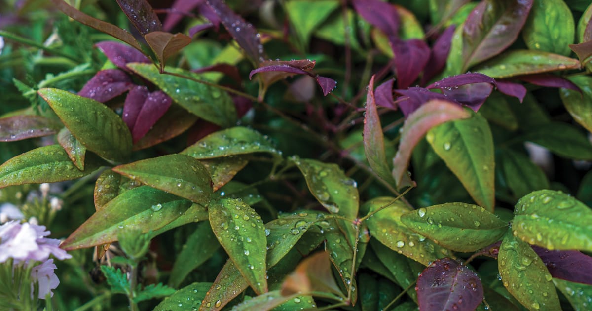 Blush Pink Nandina with sprinkles of water