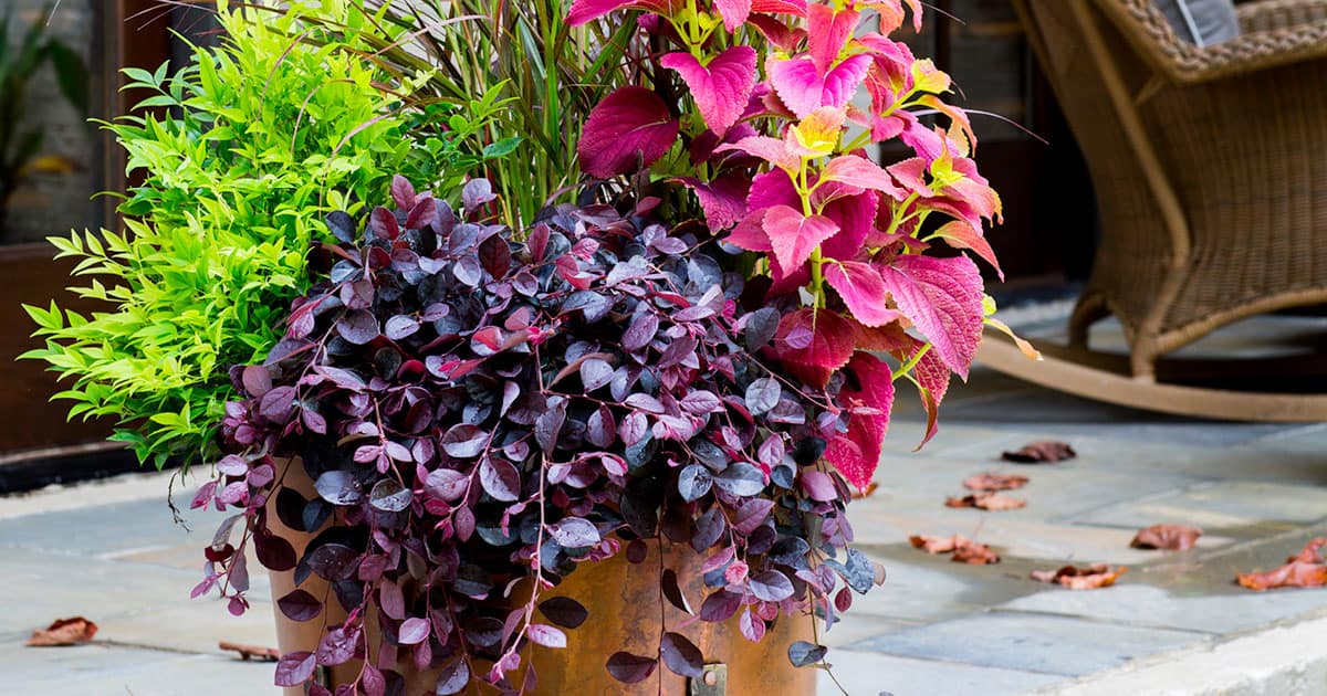 Copper container layered with Lemon-Lime Nandina, Purple Pixie Loropetalum and pink and red annuals