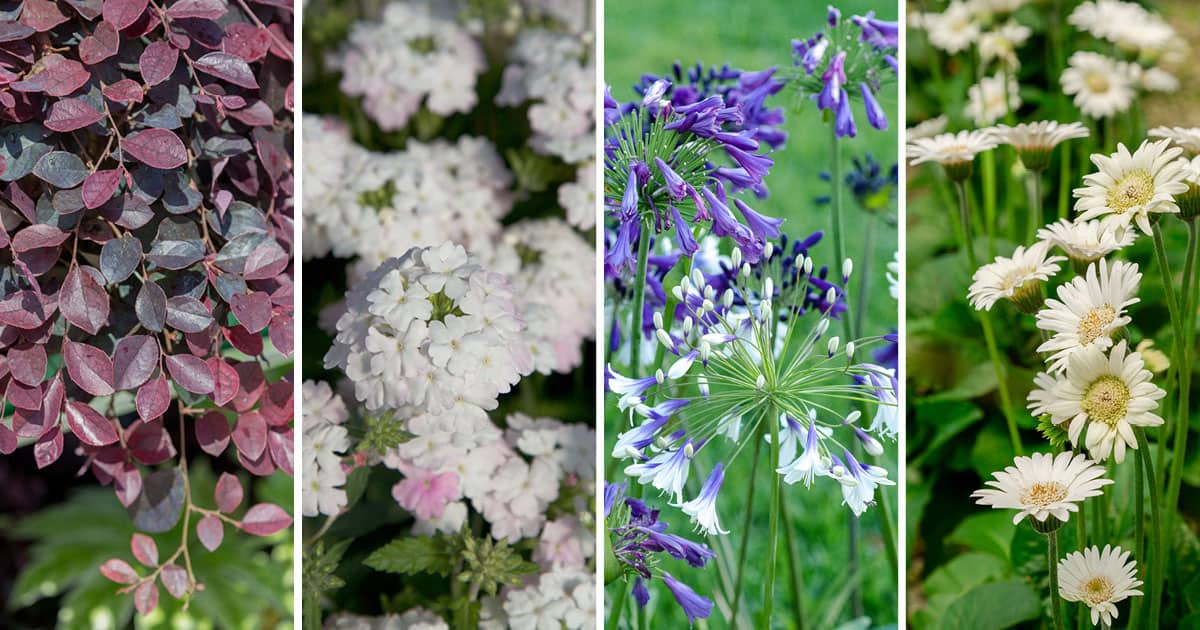 5 Ways To Use Purple Pixie Dwarf Weeping Loropetalum In The Garden 1200x6304