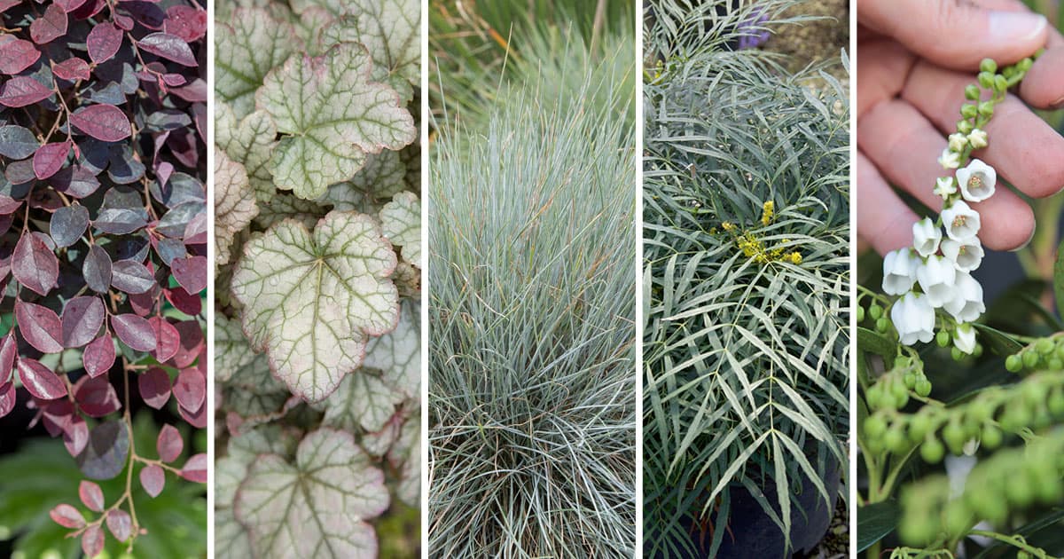 5 Ways To Use Purple Pixie Dwarf Weeping Loropetalum In The Garden 1200x6305