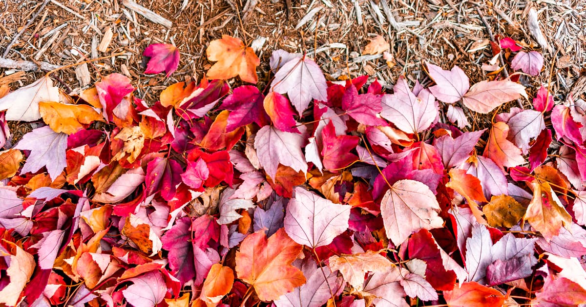 5 Ways to Protect Your Garden This Winter 1200x630 2