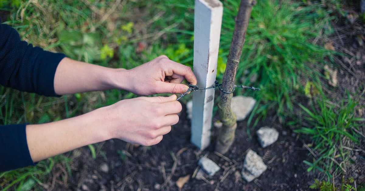 Hands tying string around plant stem