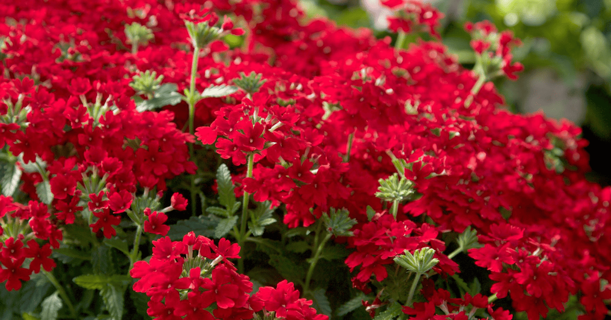Red Endurascape Verbena