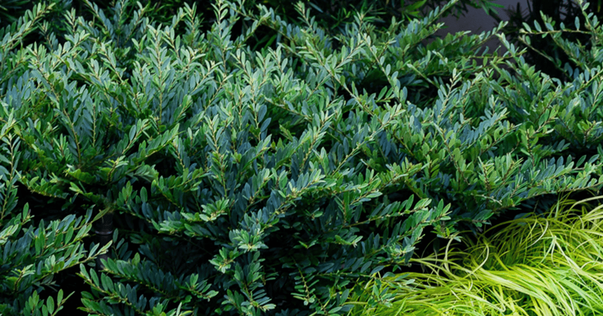 Bayou Bliss™ Distylium