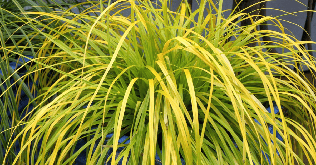 evergreen Carex EverColor® ‘Everillo’ grass