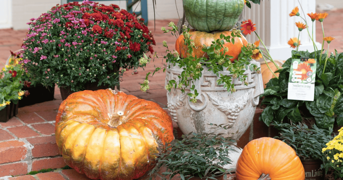 Potted plants and pumpkins