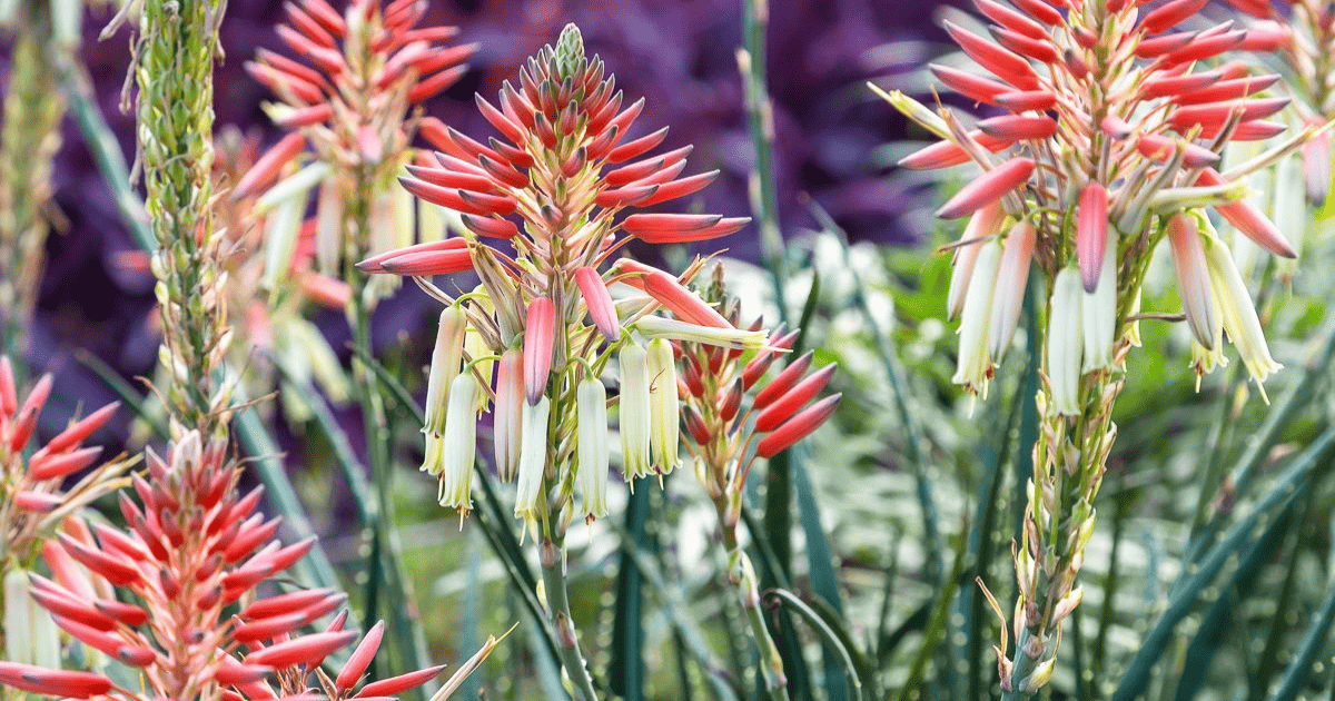 Close-up of vibrant aloe vera flowers with clusters of red, pink, and white tubular blossoms amidst green foliage.