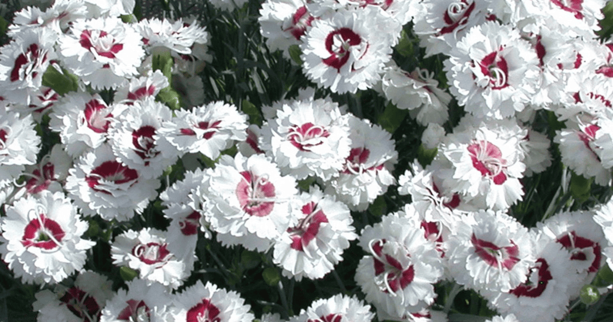 Scent First Coconut Surprise Dianthus