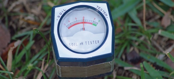 7 Fertilize as Needed