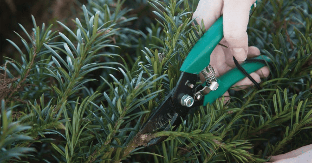Prune and Deadhead plants
