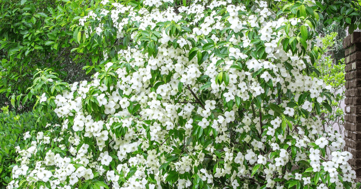 Empress of China Dogwood