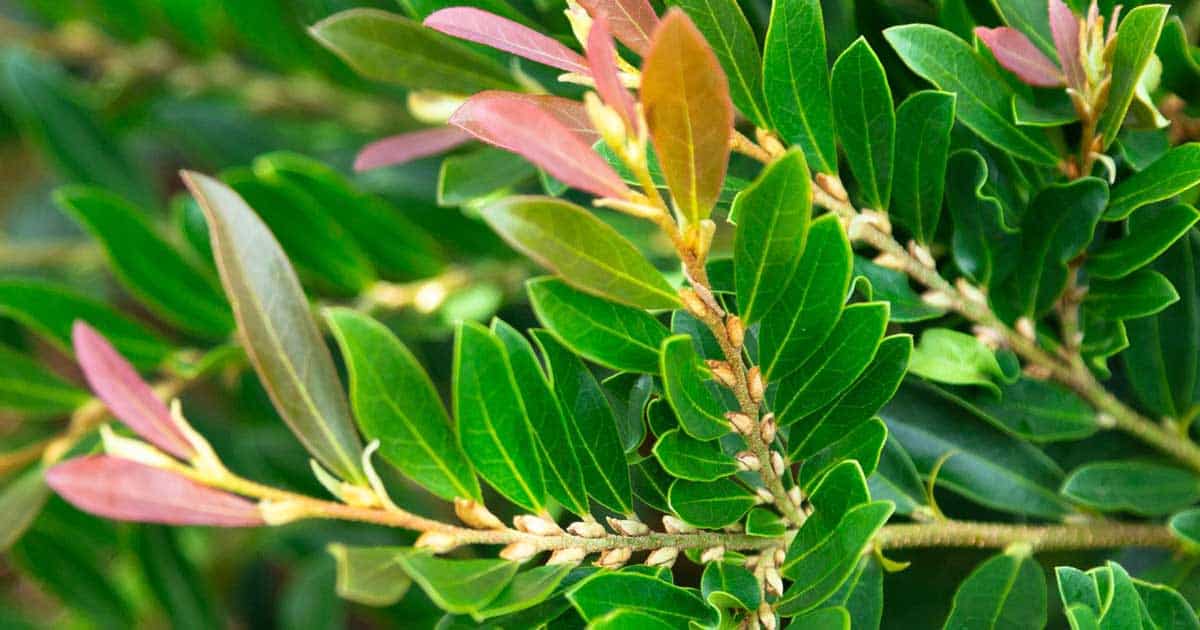 Bayou Bliss™ Distylium Close Up